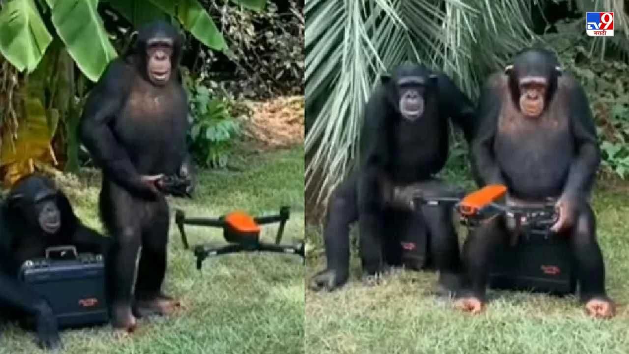 Video: When you see chimpanzees flying drones, you will surely say that  they are our ancestors! | Animal Viral Video of Chimpanzee that Flying  drone very easily people Amazed that watching |