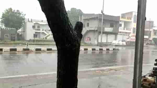 Weather Forecast : कोकण, पश्चिम महाराष्ट्र ते मराठवाड्यातील काही जिल्ह्यात जोरदार पावसाची शक्यता, IMD कडून यलो ॲलर्ट जारी