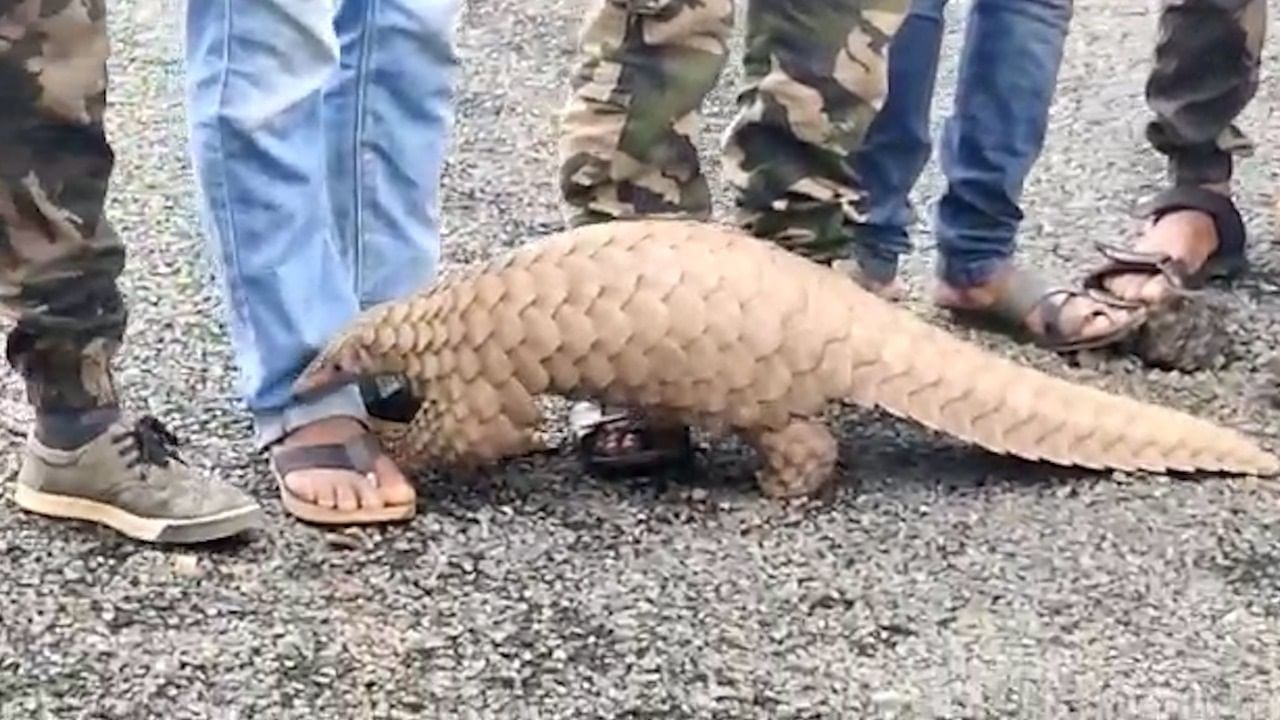 खवले मांजर हा  सरपटणारा प्राणी मानला जातो पण तसे नसून हा एक सस्तन प्राणी आहे. 