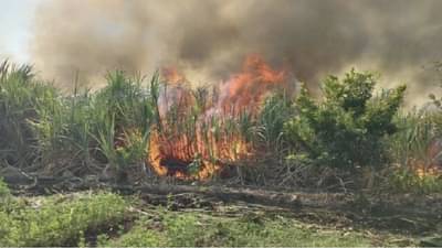 शेतकऱ्यांसाठी महत्वाचे : वीज कंपनीकडून ऊस जळालाय, मग अशी मिळवा नुकसानभरपाई..!
