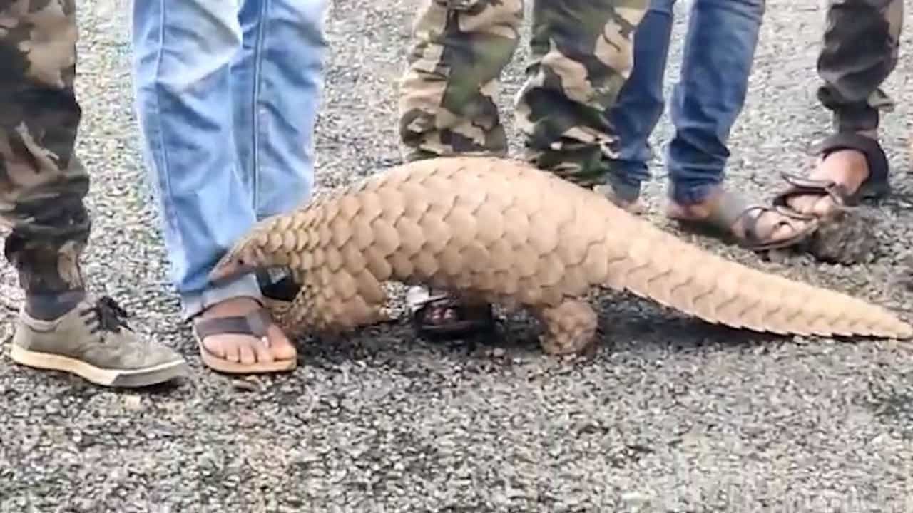 झाडावर अडकलेल्या खवल्या मांजराला वन्यजीव रक्षकाकडून जीवदान