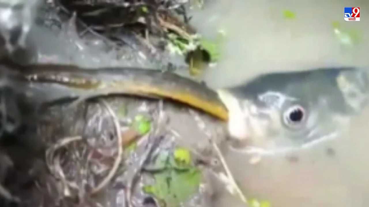 Video: 1 मीटर लांब सापाला माशाने सहज गिळलं, व्हिडीओ पाहून नेटकरी थक्क