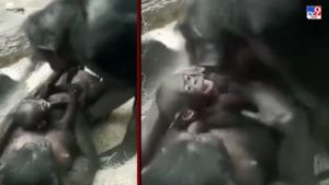 Video: मजा मस्ती करणारं चिंपांझींचं सुखी कुटुंब, व्हिडीओला नेटकऱ्यांकडून भरभरुन प्रतिसाद