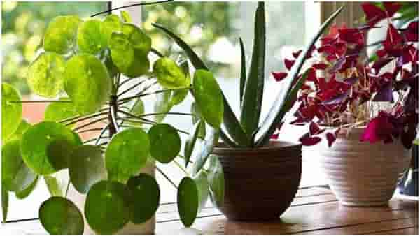 Vastu Tips | हातात पैसा टिकत नाहीय? वास्तुशास्त्रानुसार ही 5 झाडे घरात लावा पैसाच पैसा येईल