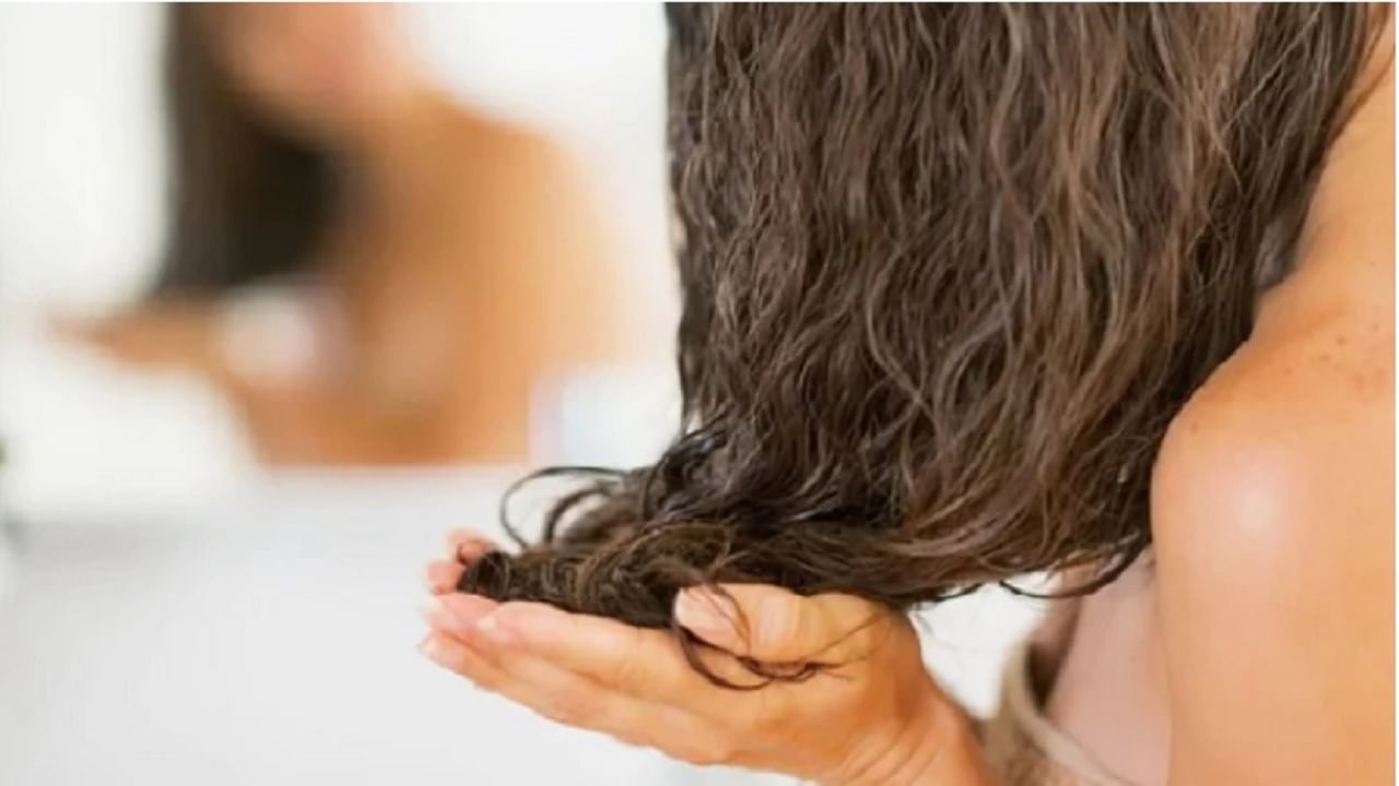 हंगाम कोणताही असो केसांची काळजी घेणे अत्यंत महत्वाचे आहे. विशेष: या हंगामात आपले केस अधिक खराब होतात. केसांची काळजी घेण्यासाठी नेहमी घरगुती उपाय केले पाहिेजेत. 