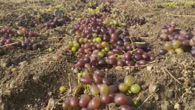 पावसाचे पाणी द्राक्षांच्या घडात, फळ बागायत शेतकऱ्यांवर अवकाळीची अवकृपा