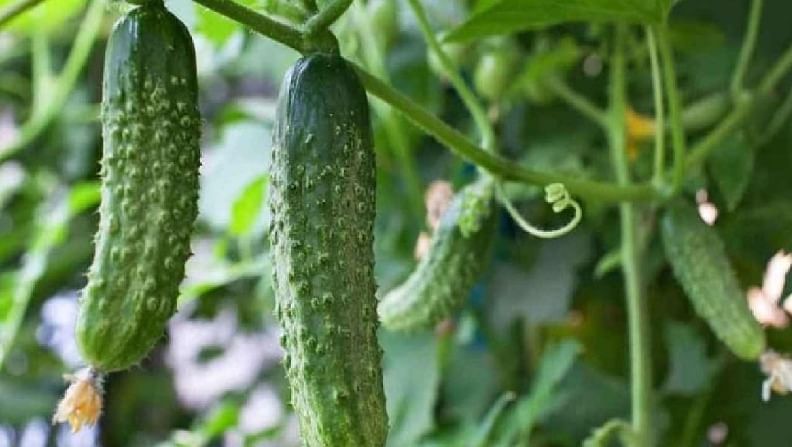 एकदा लागवड अन् वर्षभर कमाई, खरीप-रब्बी हंगामात घेता येणारे पिक एकदा लागवड अन् वर्षभर कमाई, खरीप-रब्बी हंगामात घेता येणारे पिक