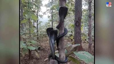 3 काळ्या नागांनी फणा काढल्याचा विस्मयकारी क्षण, नेटकऱ्यांकडून फोटो व्हायरल