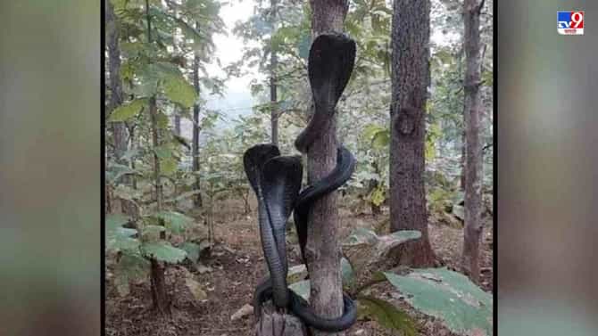 3 काळ्या नागांनी फणा काढल्याचा विस्मयकारी क्षण, नेटकऱ्यांकडून फोटो व्हायरल