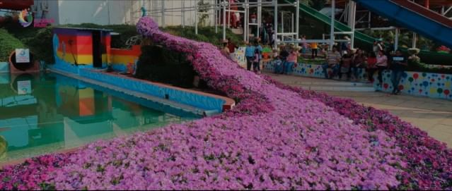 नाशिकमधल्या या बागेत देशी, आंतरराष्ट्रीय फुले आहेत. रोज तब्बल हजारांपेक्षा जास्त पर्यटकांची पावले इकडे वळतात.