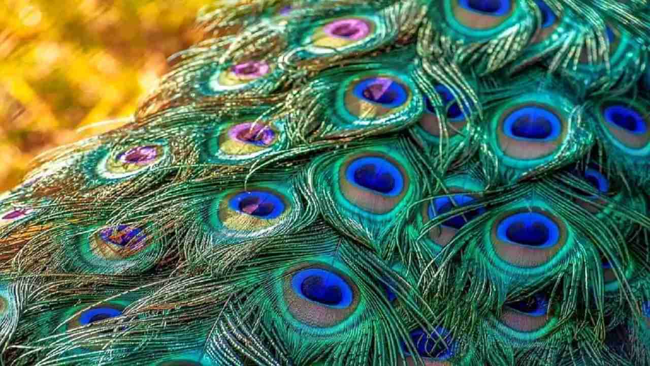 Peacock Feather Remedies | मोराचे पिस केवळ वास्तू दोषच नाही तर नकारत्मकाता देखील काढते, जाणून घ्या याचे जादूई उपाय