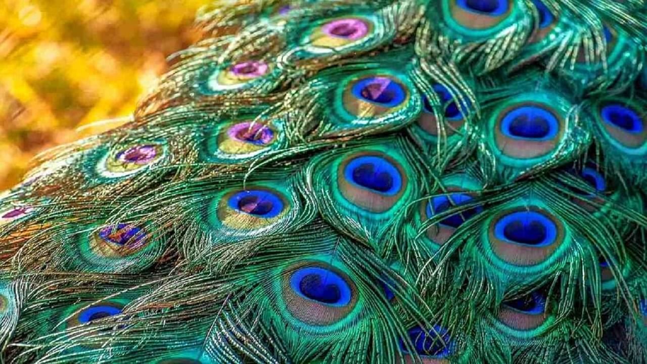 Peacock Feather Remedies | मोराचे पिस केवळ वास्तू दोषच नाही तर नकारत्मकाता देखील काढते, जाणून घ्या याचे जादूई उपाय