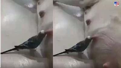 Video: घोर कलियुग...पोपटाने कुत्रीचं दूध पिलं, नेटकरी म्हणाले, आता हेच पाहायचं राहिलं होतं!