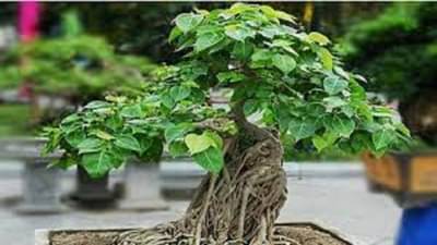 शनिवारी पिंपळाच्या झाडाशी संबंधीत 4 उपाय करा, आयुष्यातील सर्व दु:ख चुटकीसरशी नाहीशी होतील