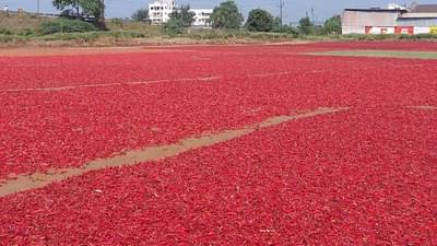 नंदुरबार बाजार समितीमध्ये लाल मिरचीचा तडका, यंदा होणार विक्रमी आवक