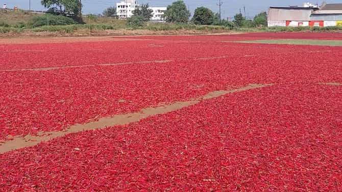 नंदुरबार बाजार समितीमध्ये लाल मिरचीचा तडका, यंदा होणार विक्रमी आवक