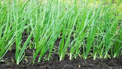 काय सांगता ? कांद्यालाही देशी दारुचा डोस, रोगांपासून बचावासाठी शेतकऱ्यांची शक्कल