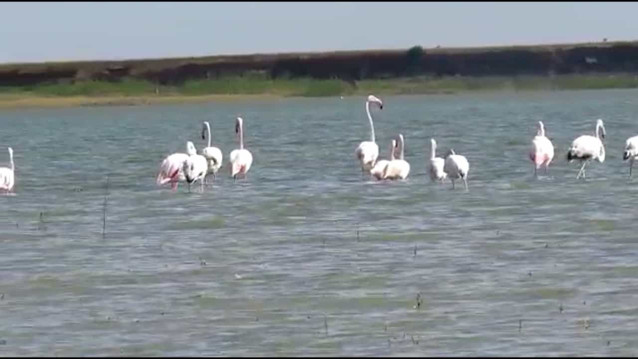 येरळवाडी मध्यम प्रकल्पावर फ्लेमिंगोंचं आगमन, पक्षी प्रेमींची वर्दळ वाढली