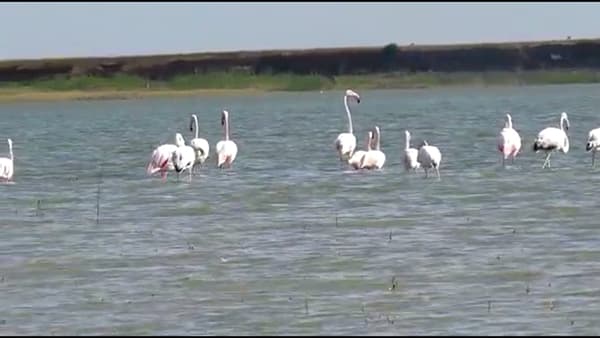 येरळवाडी मध्यम प्रकल्पावर फ्लेमिंगोंचं आगमन, पक्षी प्रेमींची वर्दळ वाढली