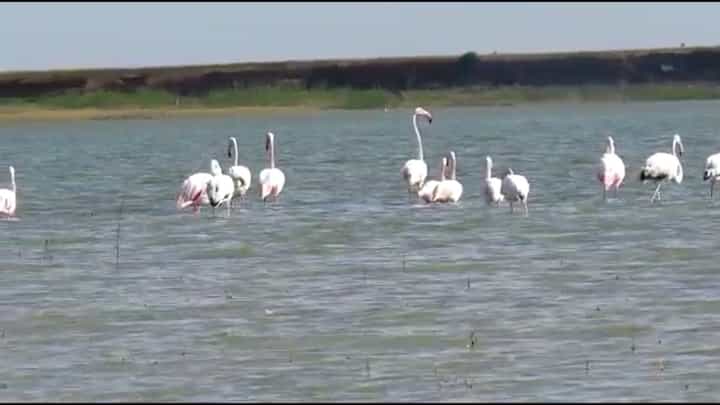 येरळवाडी मध्यम प्रकल्पावर फ्लेमिंगोंचं आगमन, पक्षी प्रेमींची वर्दळ वाढली येरळवाडी मध्यम प्रकल्पावर फ्लेमिंगोंचं आगमन, पक्षी प्रेमींची वर्दळ वाढली