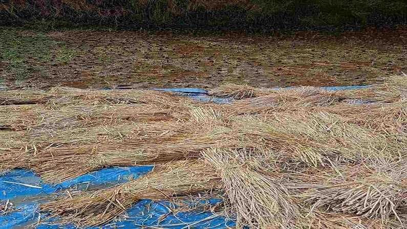 भात शेतीवरील संकट कायम, पावसामुळे शेतकऱ्यांची मेहनत अन् पीक पाण्यातच