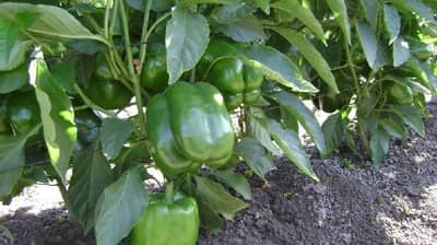 कमी खर्चात अधिकचे उत्पादन, ढोबळी मिरची लागवडीची योग्य पध्दत कोणती?