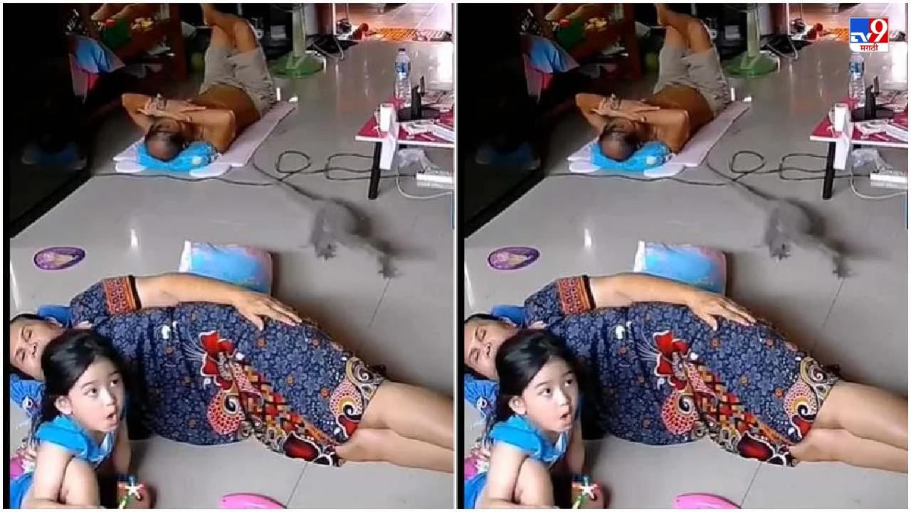 Video: घरात सगळे जमिनीवर झोपले होते, अचानक घोरपड घरात घुसली, आणि त्यानंतर...