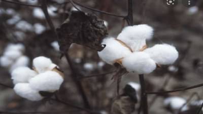 कापड उद्योजकांच्या दबावाला बळू पडू नका, विजय जावंधिया यांचं पंतप्रधानांना पत्र