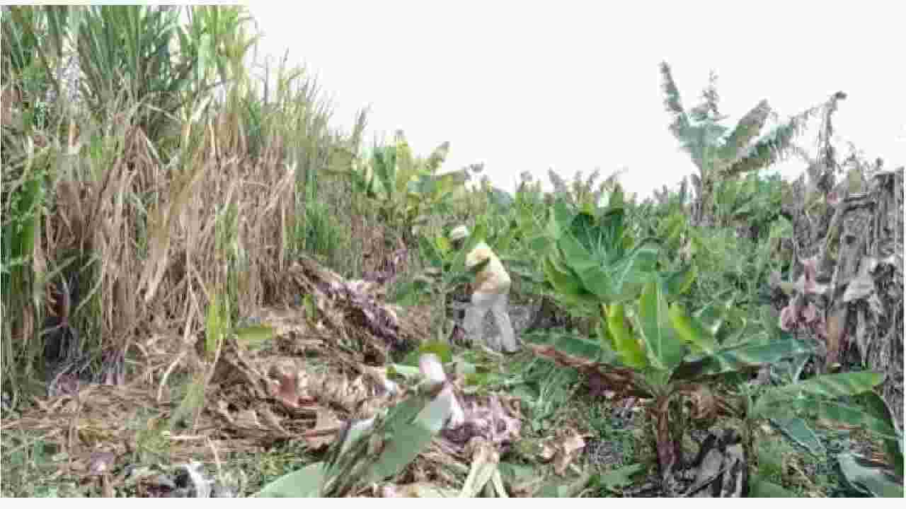 उभी केळीची बाग भुईसपाट, व्यापाऱ्यांकडून फसवणूक होत असल्याने पैठणचा शेतकरी हवालदिल