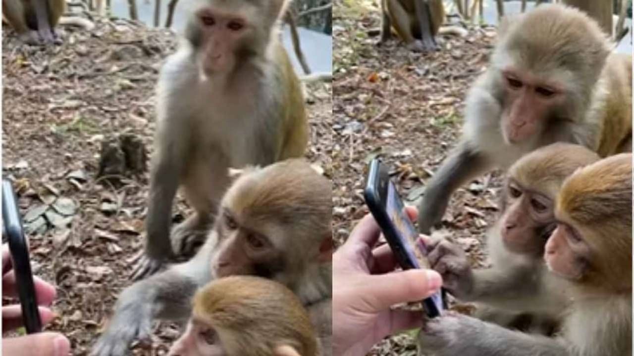 Viral Video | माकडांनी पहिल्यांदा मोबाईल पाहून असं काही केलं, तुम्हीही ते बघून आवाक व्हाल