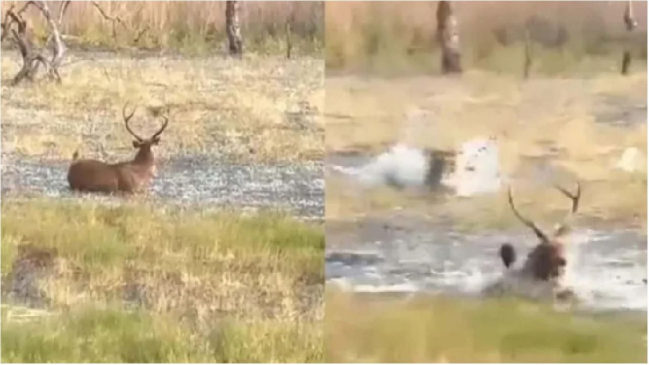 Video | बिबट्या आधी दबा धरुन बसला, नंतर घेतली झेप, हरिणाच्या शिकारीचा थरारक व्हिडीओ व्हायरल