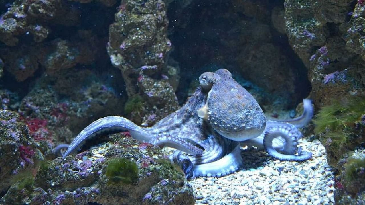 sea ​​| Do you know this strange creature with 9 brains, 3 hearts hidden in  the endless sea? | Know unknown Facts About Octopus And its 9 Brain and 3  heart story