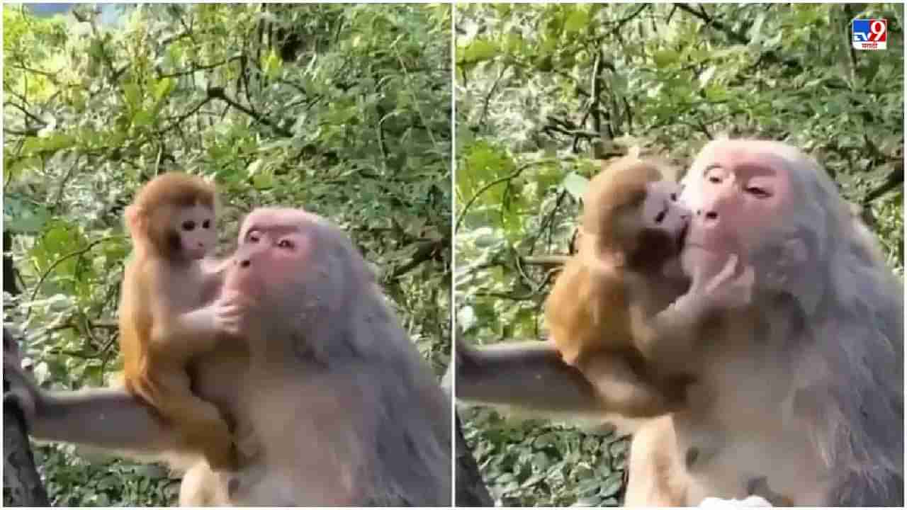 Viral: माकडाच्या पिलासोबत आईचा व्हिडीओ व्हायरल, लोक म्हणाले, आई, पाहा काय करते!