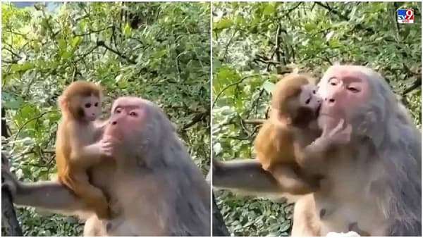 Viral: माकडाच्या पिलासोबत आईचा व्हिडीओ व्हायरल, लोक म्हणाले, आई, पाहा काय करते!