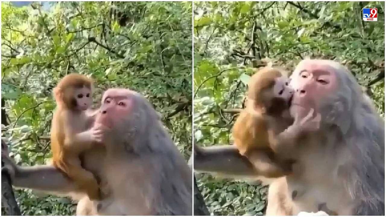 Viral: माकडाच्या पिलासोबत आईचा व्हिडीओ व्हायरल, लोक म्हणाले, आई, पाहा काय करते!