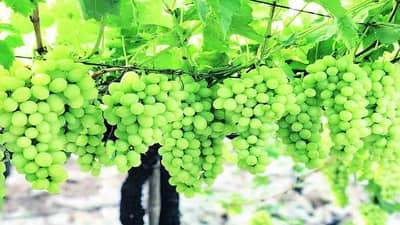 Nashik| अवकाळी पावसाने द्राक्ष बागांवर संकटाची बरसात; शेतकऱ्यांची झोप उडाली!