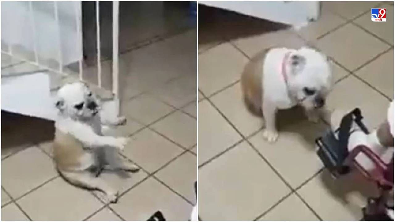Viral Video: आजीच्या सांगण्यावरुन कुत्र्याचा भन्नाट डान्स, नेटकऱ्यांच्या व्हिडीओवर उड्या