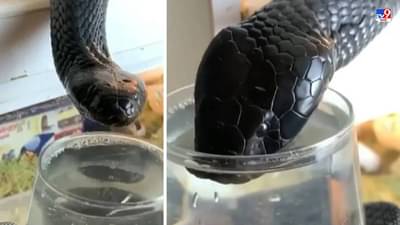 Video: ब्लॅक कोब्राला तरुणाने ग्लासने पाणी पाजलं, लोक म्हणाले, हाताने जीव देणं याला म्हणतात!
