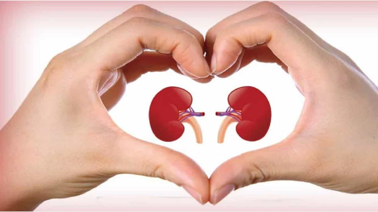 किडनी हा प्रत्येकाच्या शरीराचा सर्वात अविभाज्य भाग आहे. निरोगी जीवनशैली आणि निरोगी आहारासाठी किडनी निरोगी ठेवणे खूप महत्वाचे आहे. किडनी आपल्या शरीरातील विषारी पदार्थ काढून टाकण्यास मदत करते. जर तुम्ही रोजच्या रोज अस्वास्थ्यकर पदार्थांचे सेवन करत असाल तर ते फक्त शरीरालाच नाही तर किडनीलाही हानिकारक आहे. यामुळेच किडनी खराब होण्यापासून वाचवण्यासाठी तुम्ही आरोग्यदायी गोष्टींचे सेवन केले पाहिजे.