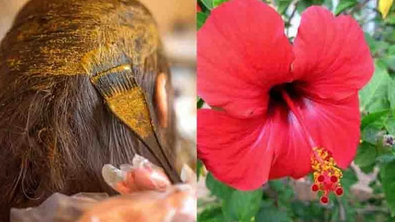 Hair Care: Jaswant flowers are extremely beneficial for hair loss problems,  read more! | Hibiscus beneficial for reducing hair loss | PiPa News
