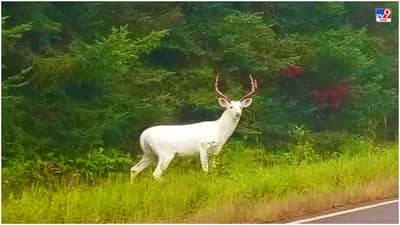 अत्यंत दुर्मिळ अशा पांढऱ्या हरणाचे फोटो व्हायरल, लोक म्हणाले, याला वाचवा, नाहीतर काही खरं नाही!