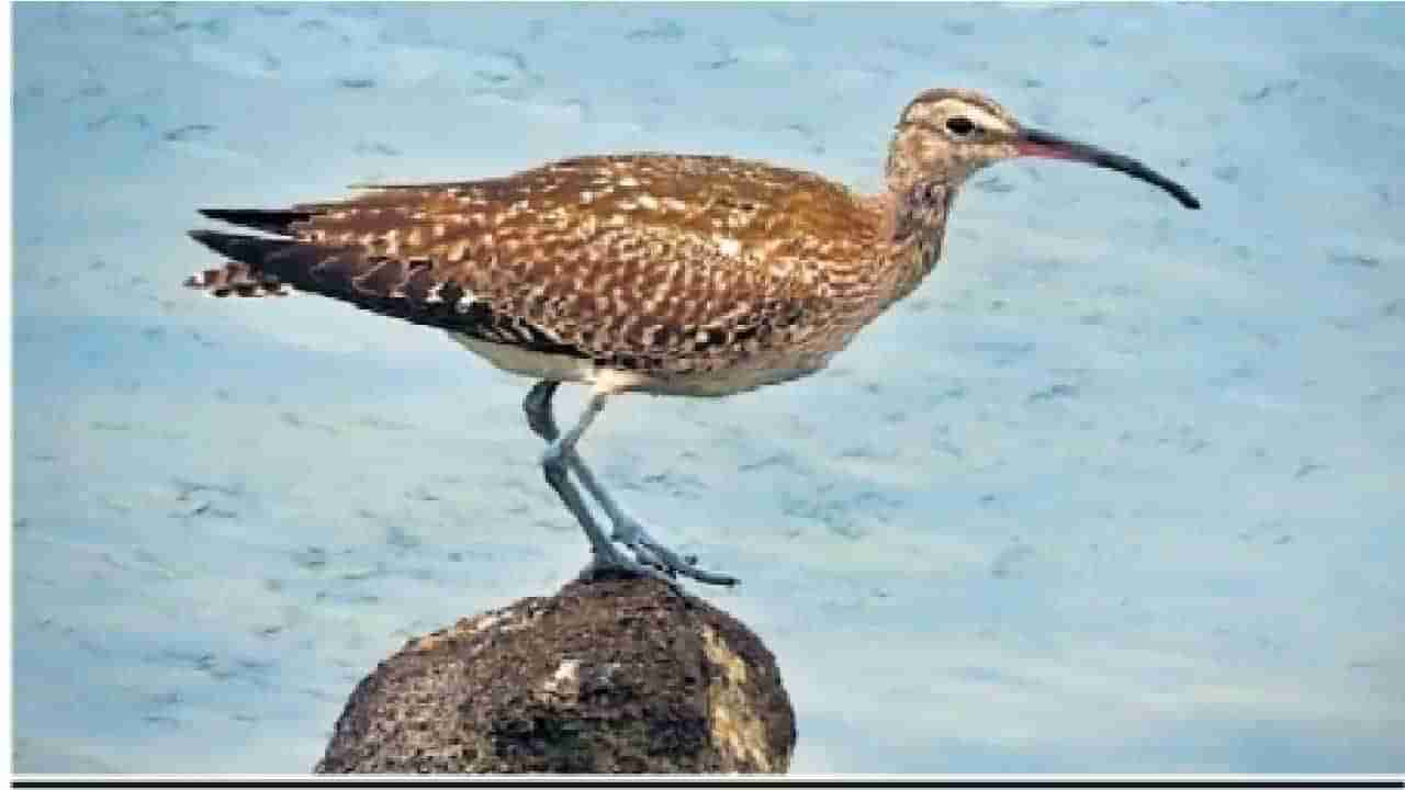 Aurangabad: जायकवाडीत दुर्मिळ युरेशियन कर्ल्यूचं आगमन, जगात फक्त 7 हजार पक्षी शिल्लक