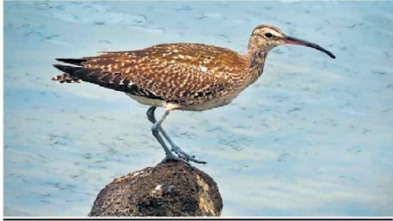 Aurangabad: जायकवाडीत दुर्मिळ 'युरेशियन कर्ल्यू'चं आगमन, जगात फक्त 7 हजार पक्षी शिल्लक