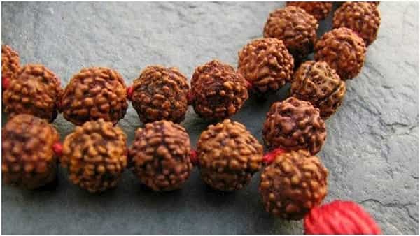 पुराणात रुद्राक्षाची उत्पत्ती भगवान शिवाच्या अश्रूंपासून झाली असे म्हटलं गेलं आहे. रुद्र म्हणजे शिव आणि अक्ष म्हणजे डोळे म्हणून ते रुद्राक्ष असे संदर्भ पुराणात मिळतात. रुद्राक्ष धारण करणाऱ्यां व्यक्तीवर शिवाची विशेष कृपा असते अशी मान्यता आहे. पण ते परिधान करण्यासाठी काही नियम आहेत. चला तर मग जाणून घेऊयात कोणते आहेत हे नियम.