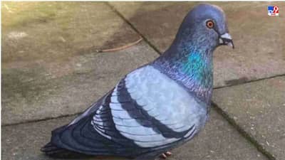 तुम्हाला दिसणारा हा पारवा नाही, तर हा आहे..., व्हिडीओ पाहा आणि जाणून घ्या!