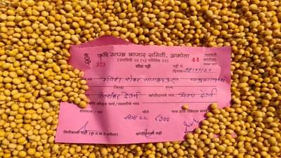 सोयाबीनबाबत शेतकऱ्यांनाच शेतकऱ्यांचा सल्ला, दर वाढीमागचे गणितही कळाले