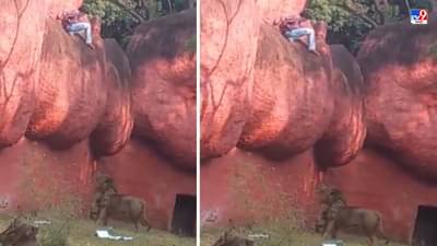 Video: सिंहाच्या पिंजऱ्याच्या दगडावर जाऊन बसला, सिंह पकडणार तोच...पाहा हादरवणारा व्हिडीओ!