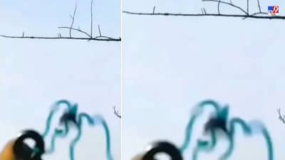 Viral Video: बेचकीने एक एक फांदी उडवली, नेटकरी म्हणाले, हा कलियुगातला अर्जून आहे!