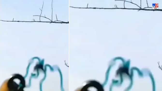 Viral Video: बेचकीने एक एक फांदी उडवली, नेटकरी म्हणाले, हा कलियुगातला अर्जून आहे!