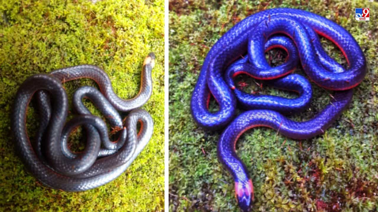 Video: तळकोकणाच्या जैवविविधतेची आणखी एक पाकळी उमलली! वेंगुर्ल्यात अतिदुर्मिळ पोवळा सापाचे दर्शन